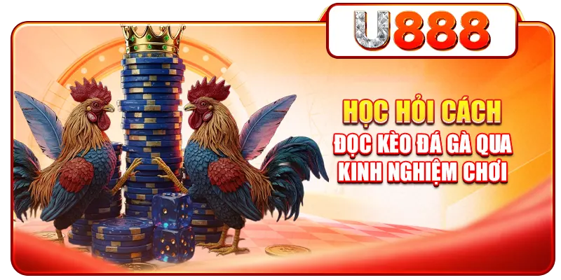 Học hỏi cách đọc kèo đá gà qua kinh nghiệm chơi
